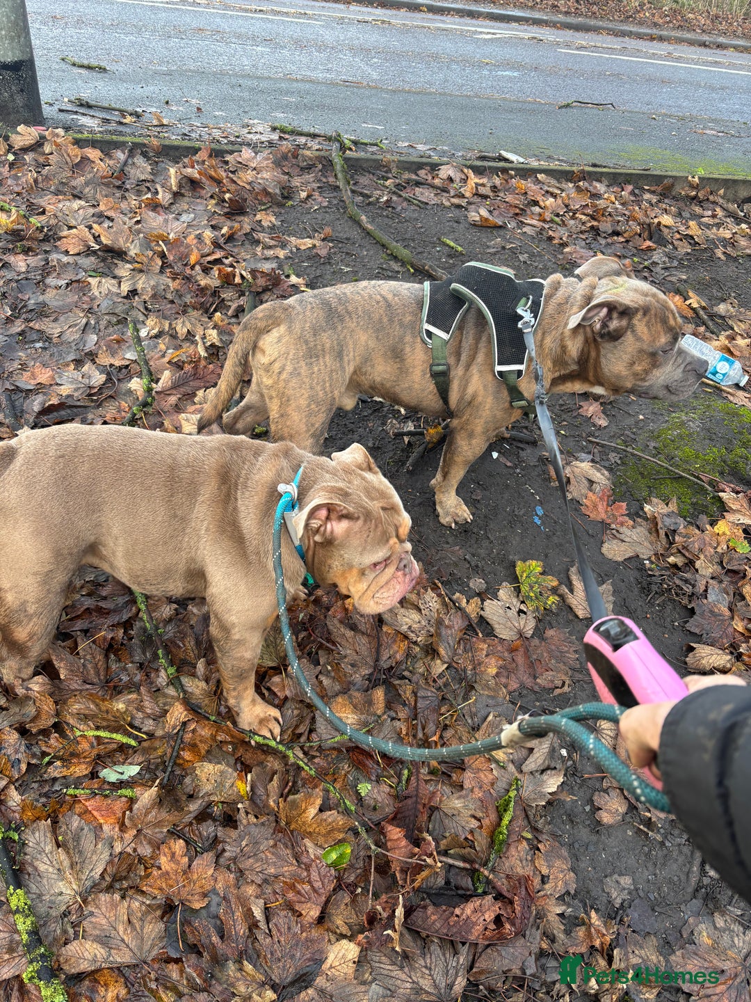 Mixed Breed dogs for sale: FOR REHOME - Advert 2