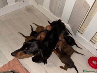 Dachshund dogs Dachshund Puppies Available 🐾 - Advert 4
