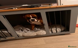 Boxer dogs for sale: 18Month Female Boxer Looking for Her Forever Home  - Image 7