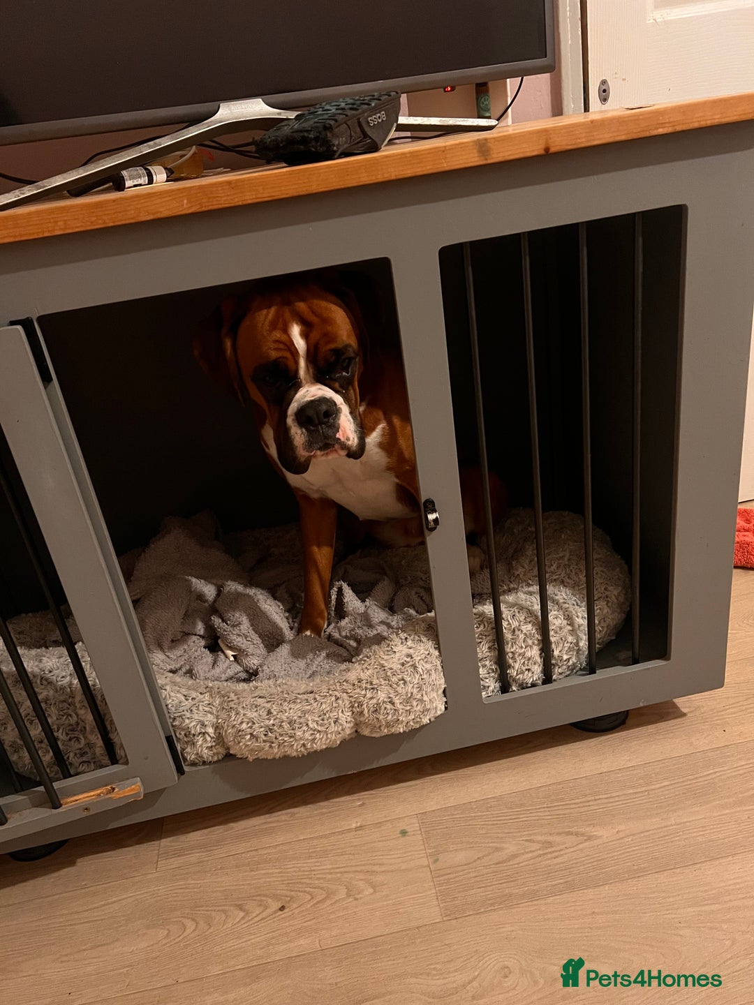 Boxer dogs for sale: 18Month Female Boxer Looking for Her Forever Home  - Image 7