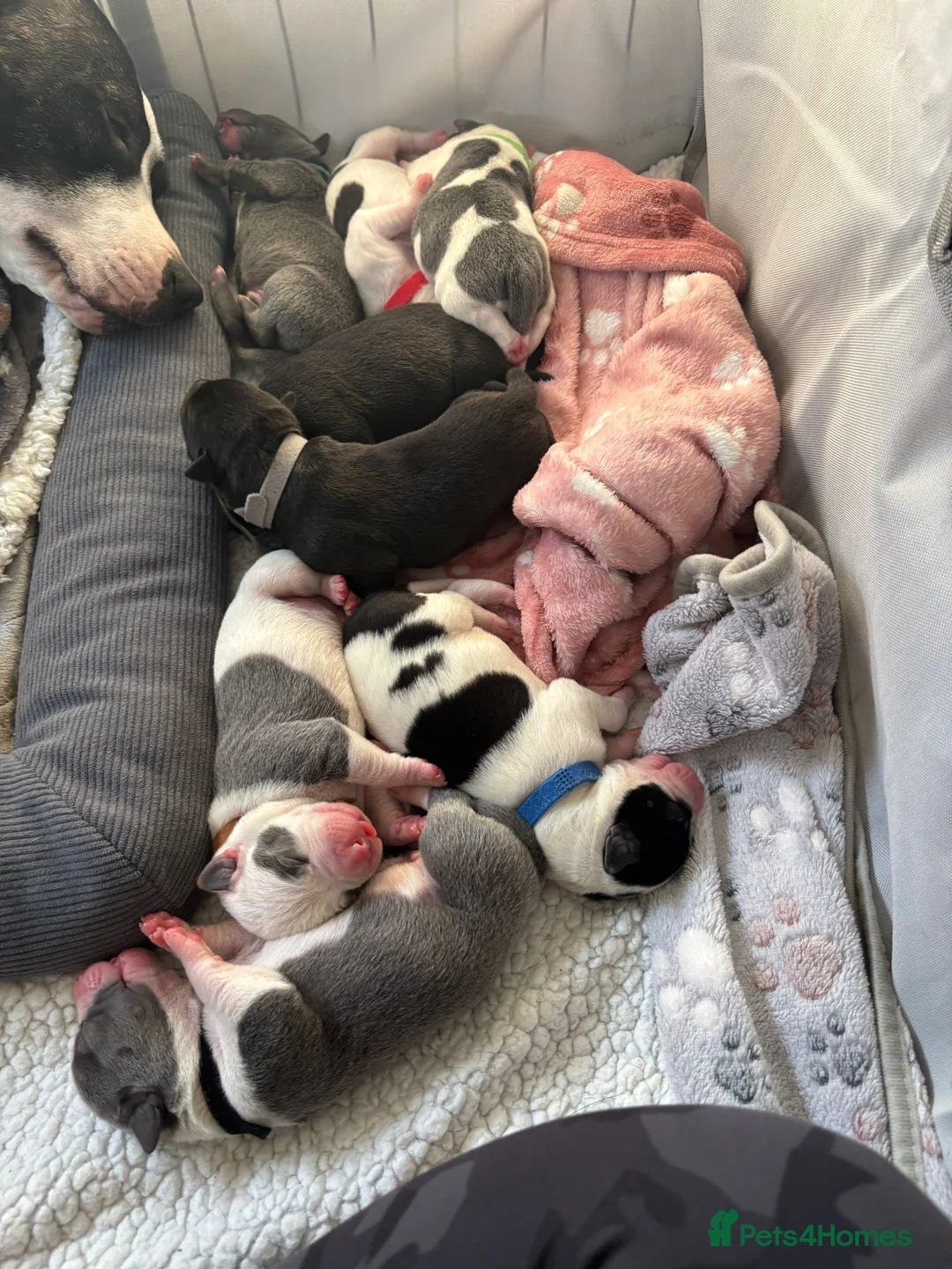 Staffordshire Bull Terrier dogs for sale: Beautiful litre of staffs for sale  in Colchester - Advert 1