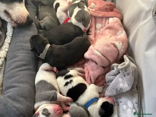 Staffordshire Bull Terrier dogs Beautiful litre of staffs for sale in Colchester - Advert 1