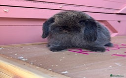 Mini Lop rabbits for sale: Show bloodline Miniature lop baby rabbits  - Image 4