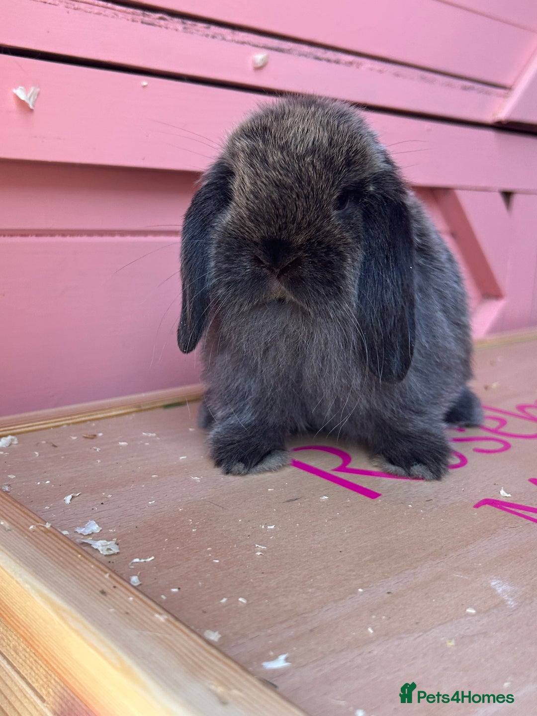 Mini Lop rabbits for sale: Show bloodline Miniature lop baby rabbits  - Image 4