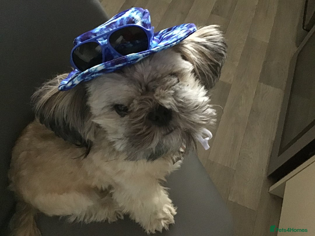 Shih Tzu dogs for sale: Buddy miniature shih tzu  - Image 5