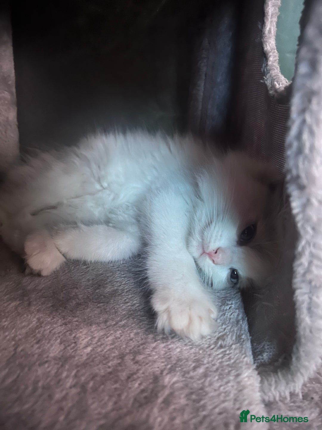 Ragdoll cats for sale: Stunning male Ragdoll kittens only 2 left - Image 30