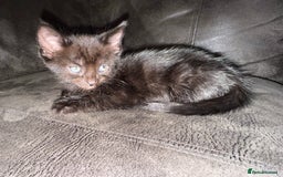 Bengal cats for sale: Kittens - Image 8
