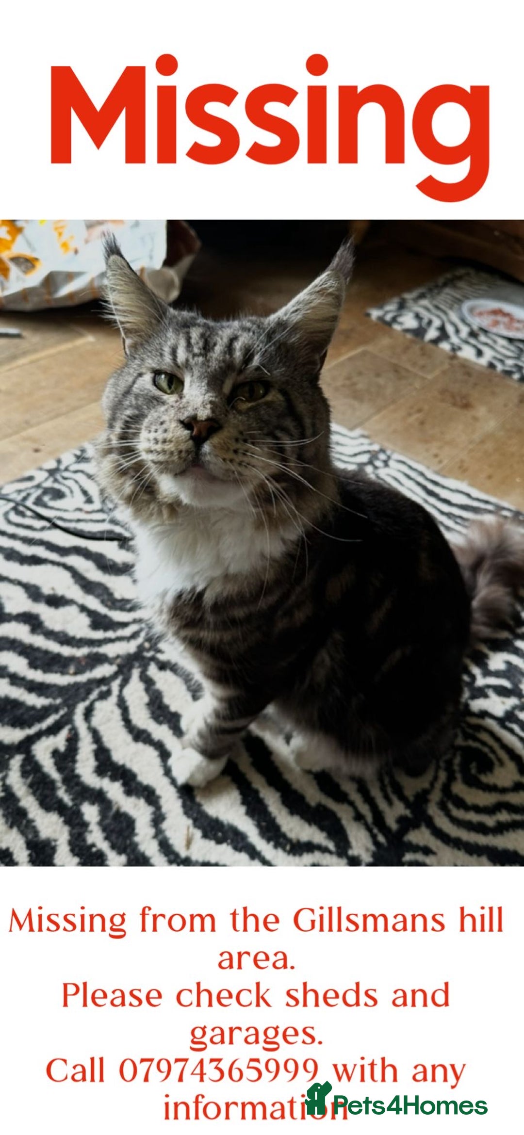 Maine Coon cats for sale: Ready now Beautiful chunky Maine coon kittens - Advert 23