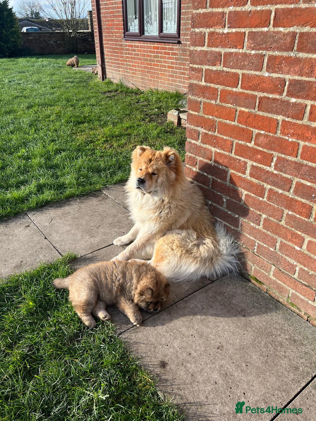 Chow Chow dogs for sale: Gorgeous Chow Chow Puppies Raised in a loving Home - Advert 35