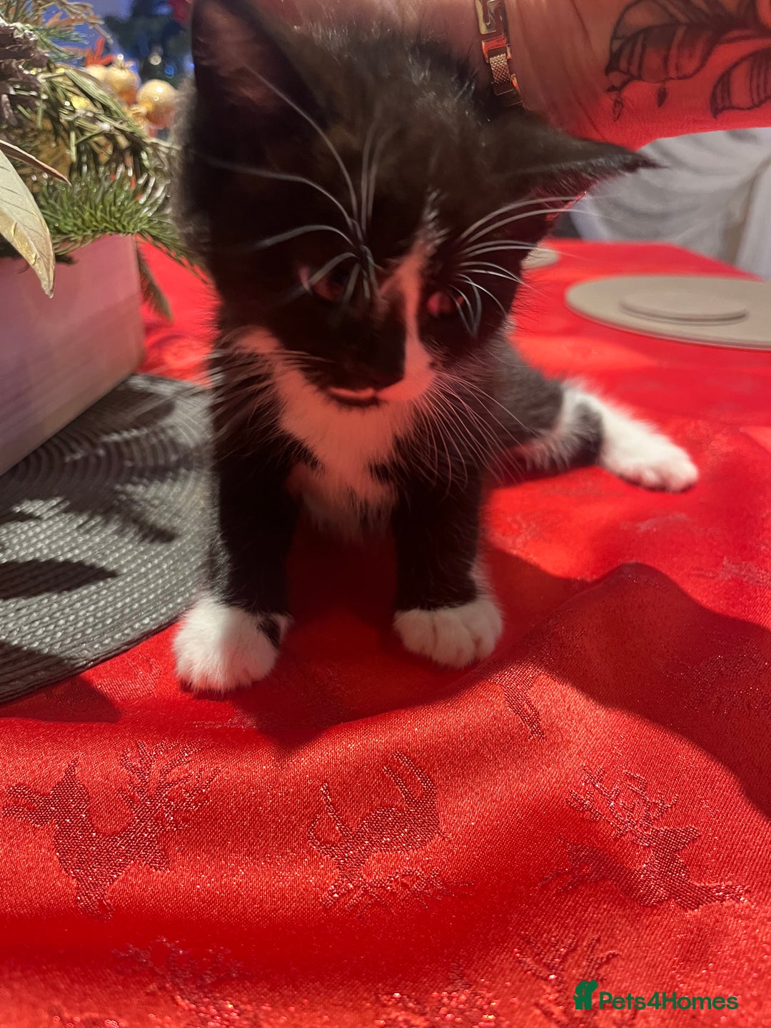 Maine Coon cats for sale: Main coon cross bread  - Advert 11