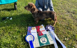Miniature Dachshund dogs for stud: Miniature wire hair stud (crufts qualified) in Bridge of Weir - Image 1