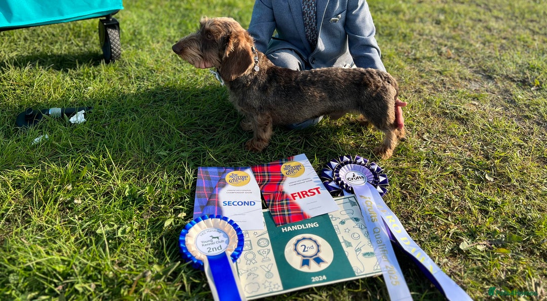Miniature Dachshund dogs for stud: Miniature wire hair stud (crufts qualified) in Bridge of Weir - Image 1