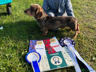 Miniature Dachshund dogs Miniature wire hair stud (crufts qualified) in Bridge of Weir - Advert 11