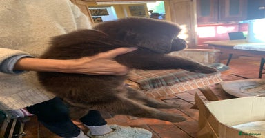 Newfoundland dogs - Advert 3