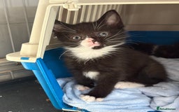 Domestic Shorthair cats for sale: Kittens For Sale - Image 4