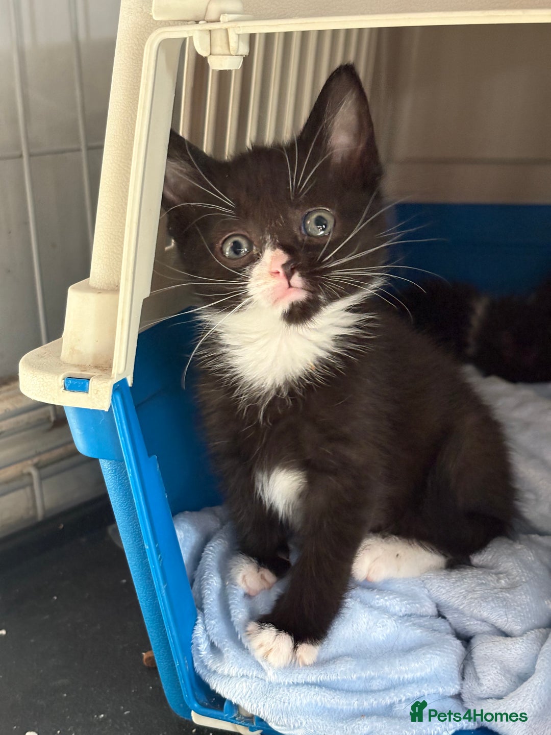 Domestic Shorthair cats for sale: Kittens For Sale - Image 4