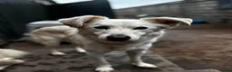 Mixed Breed dogs for adoption: Meet Alex &Delilah, residing in Cheshire  in Nantwich - Advert 5