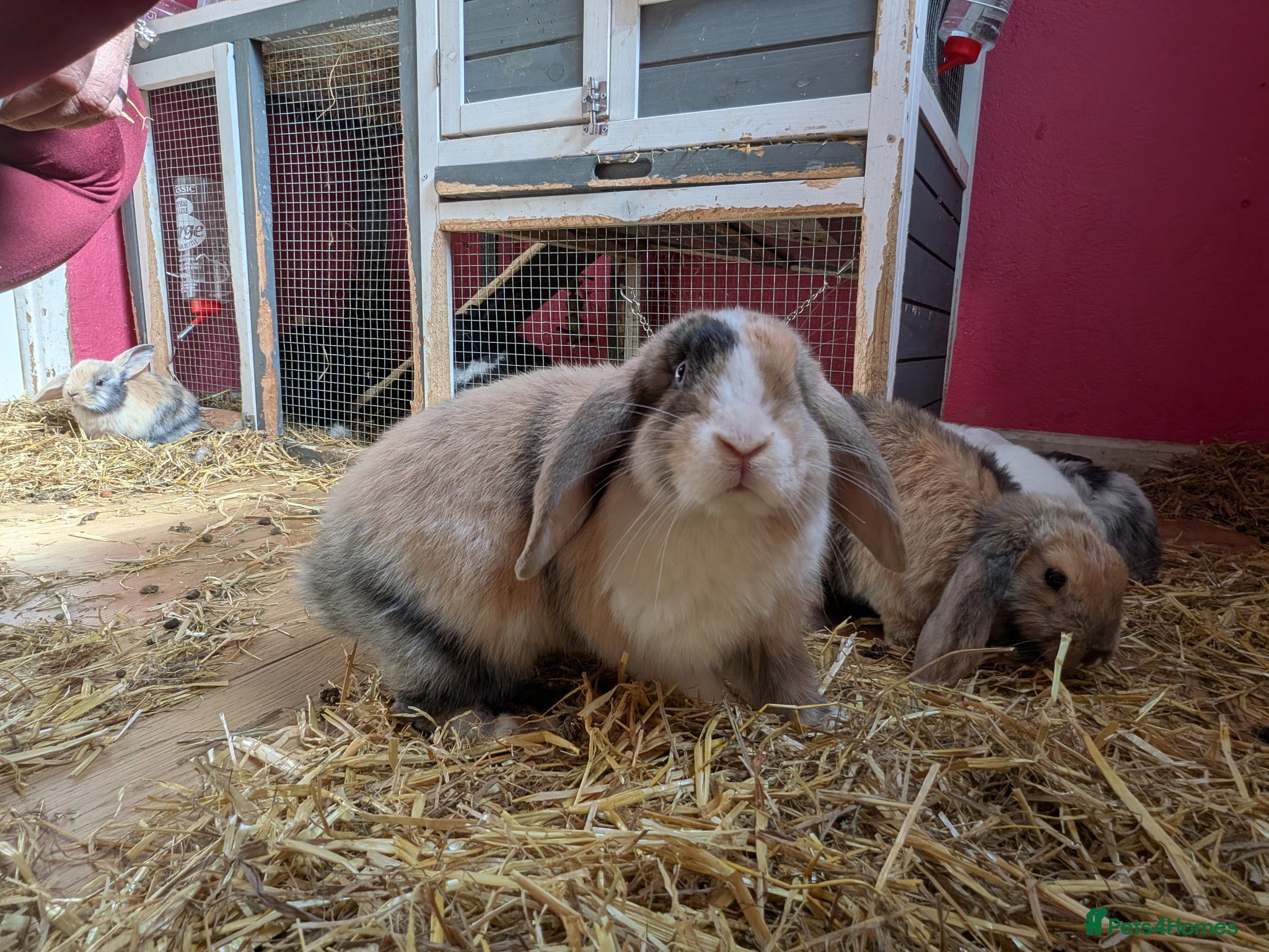 English Lop rabbits 3 English lops & 2 bunnies ready now - Advert 15