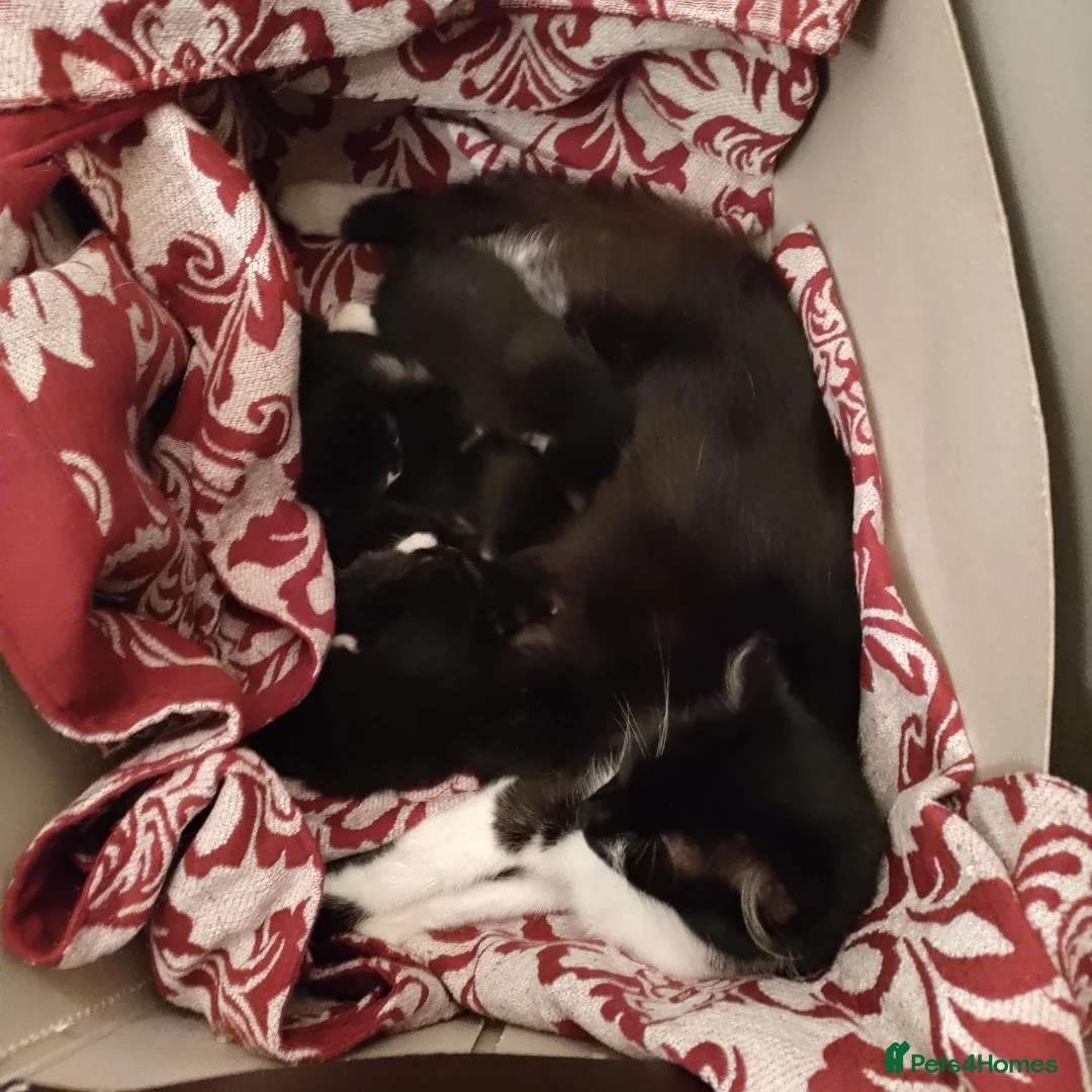 Mixed Breed cats for sale: 6 beautiful fur babies - Advert 2