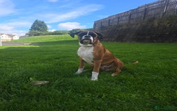 Boxer dogs for sale: 7 month boxer pup  - Image 3