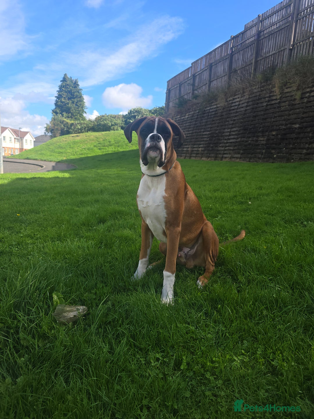 Boxer dogs for sale: 7 month boxer pup  - Image 3