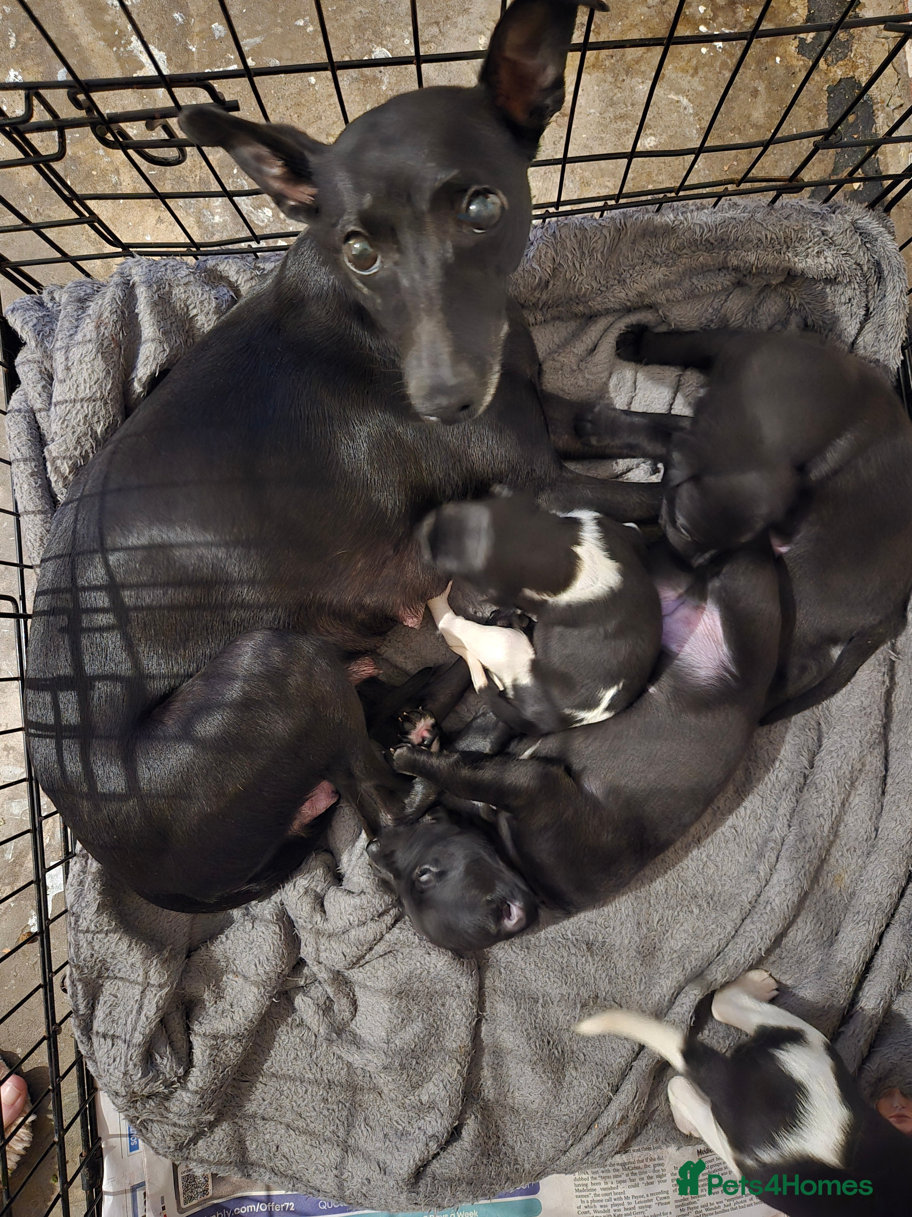 Whippet dogs Kc registered whippets  - Advert 2