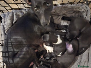 Whippet dogs Kc registered whippets - Advert 2