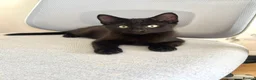 Domestic Shorthair cats for adoption: Double Trouble for Black Cat Lovers - Advert 5