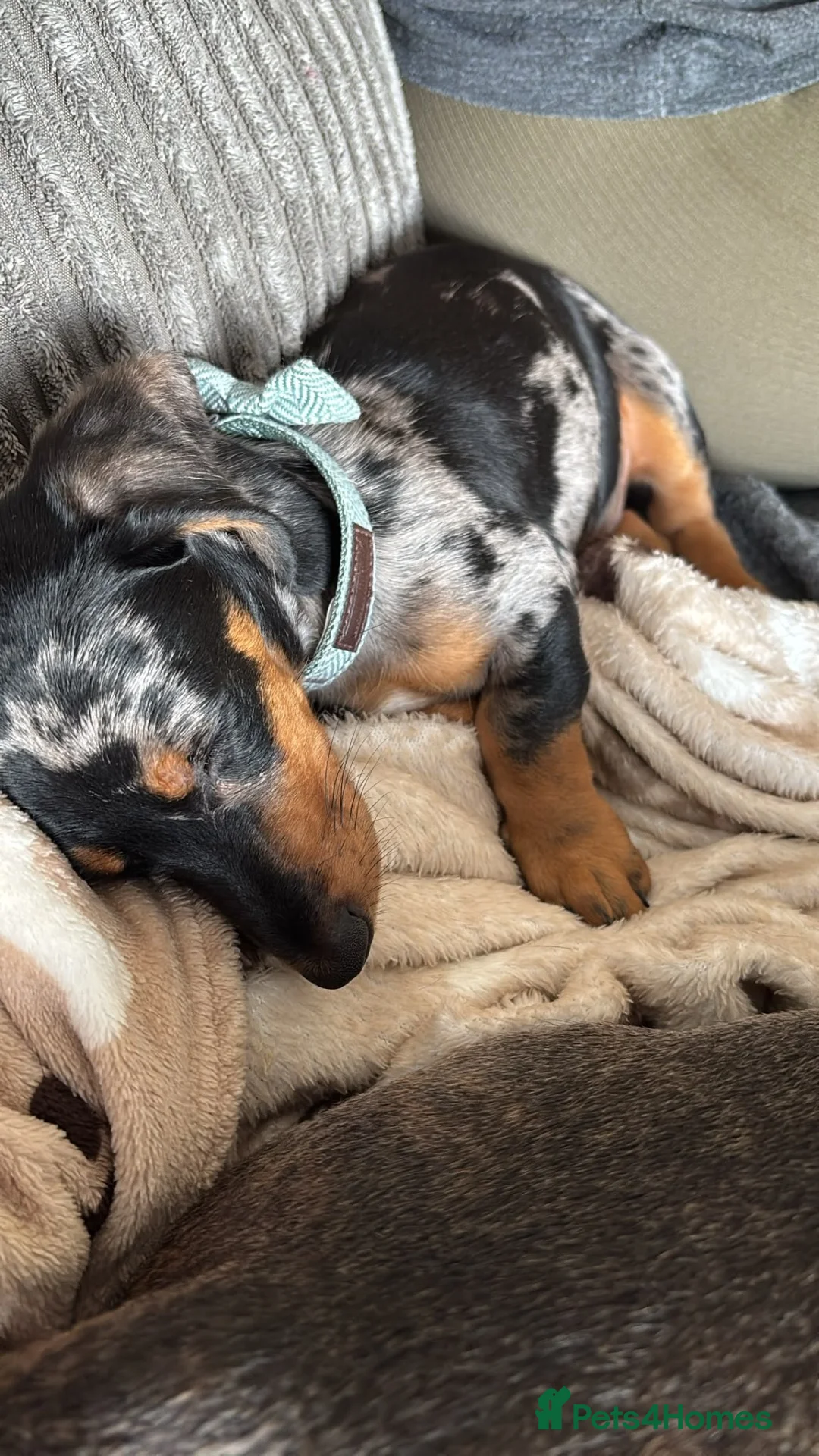 Miniature Dachshund dogs for sale: Rolo the miniature Dauch - Advert 7