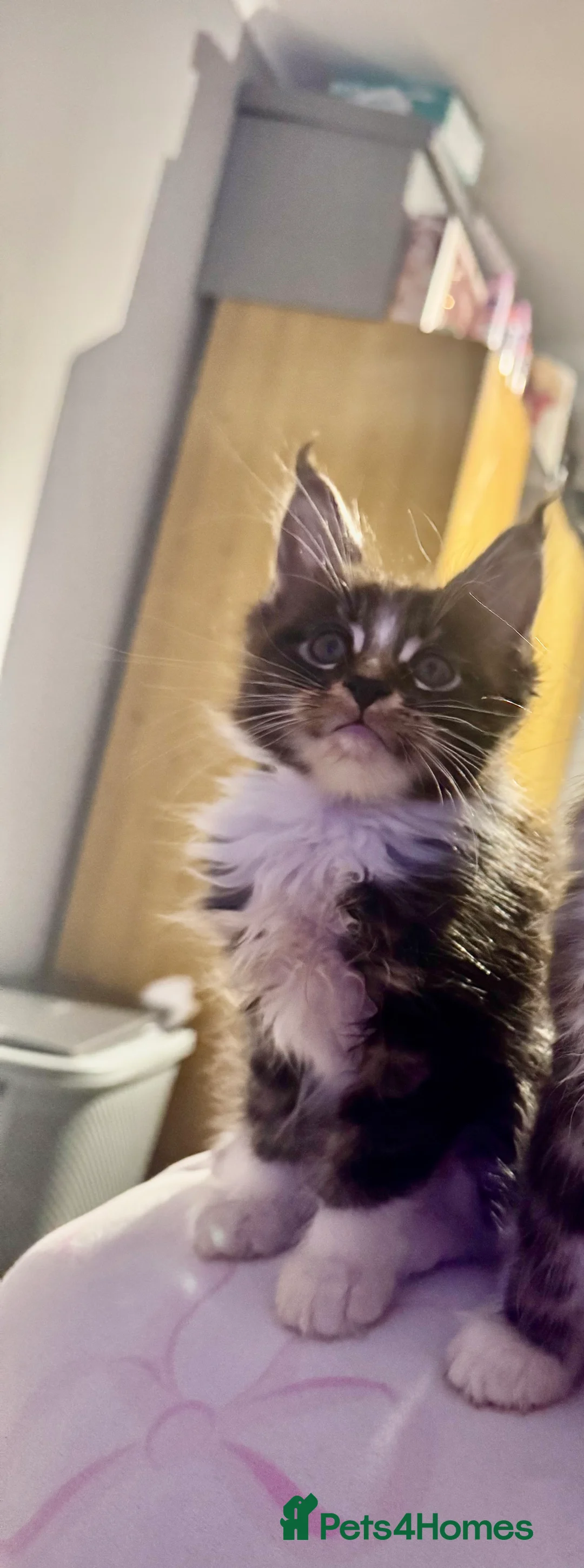 Maine Coon cats for sale: Full Maine Coon for sale - Advert 4