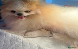 Pomeranian dogs for sale: Champion line🏆 Teddy Face 🧸 - Image 6