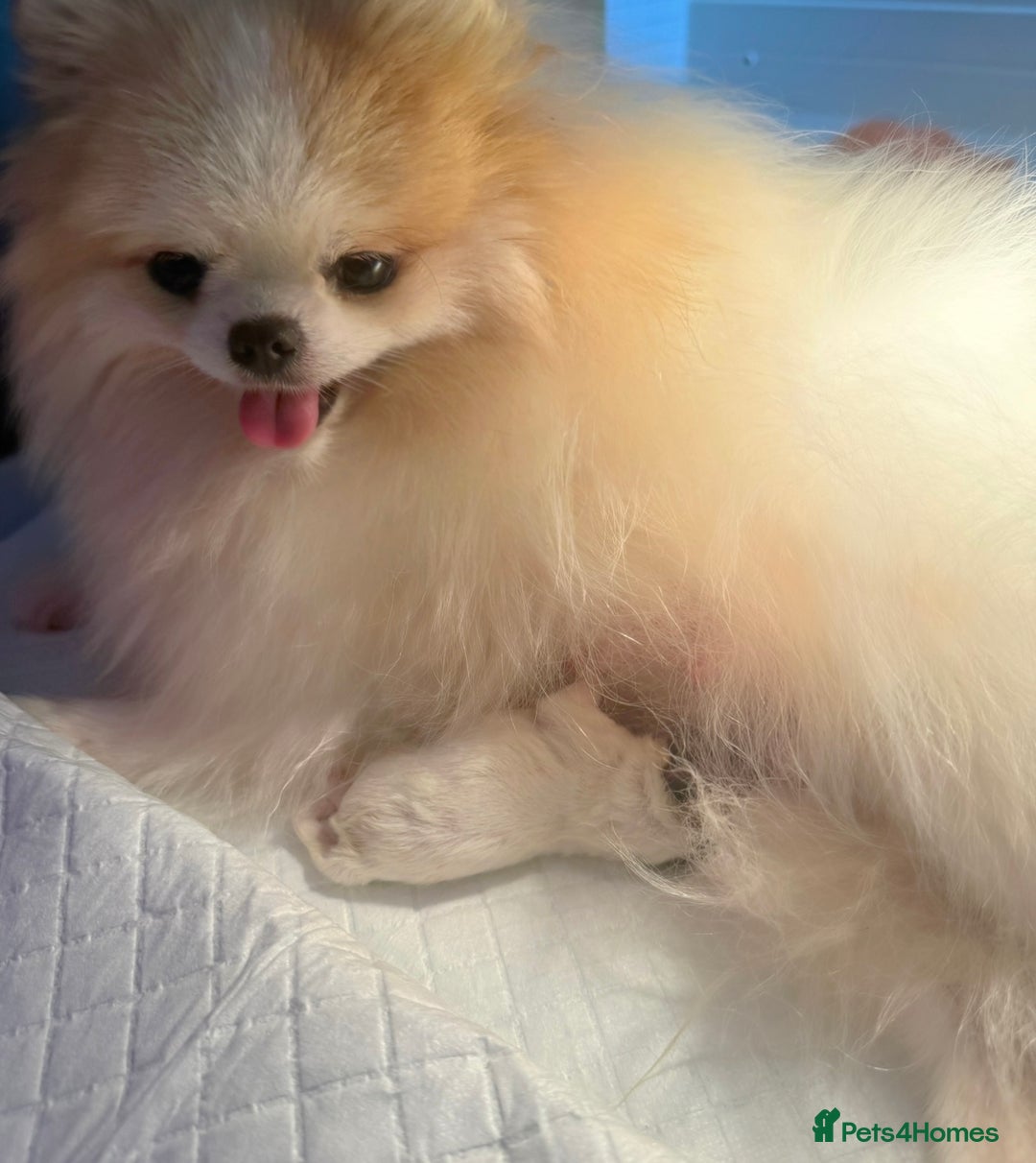 Pomeranian dogs for sale: Champion line🏆 Teddy Face 🧸 - Image 6