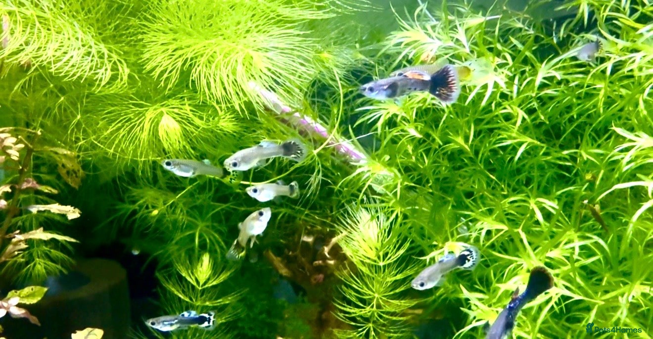 Live Bearers fish for sale: Guppy’s  - Advert 3