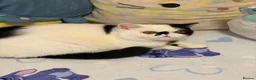 Exotic cats for sale: Black and white exotic boy - Advert 15