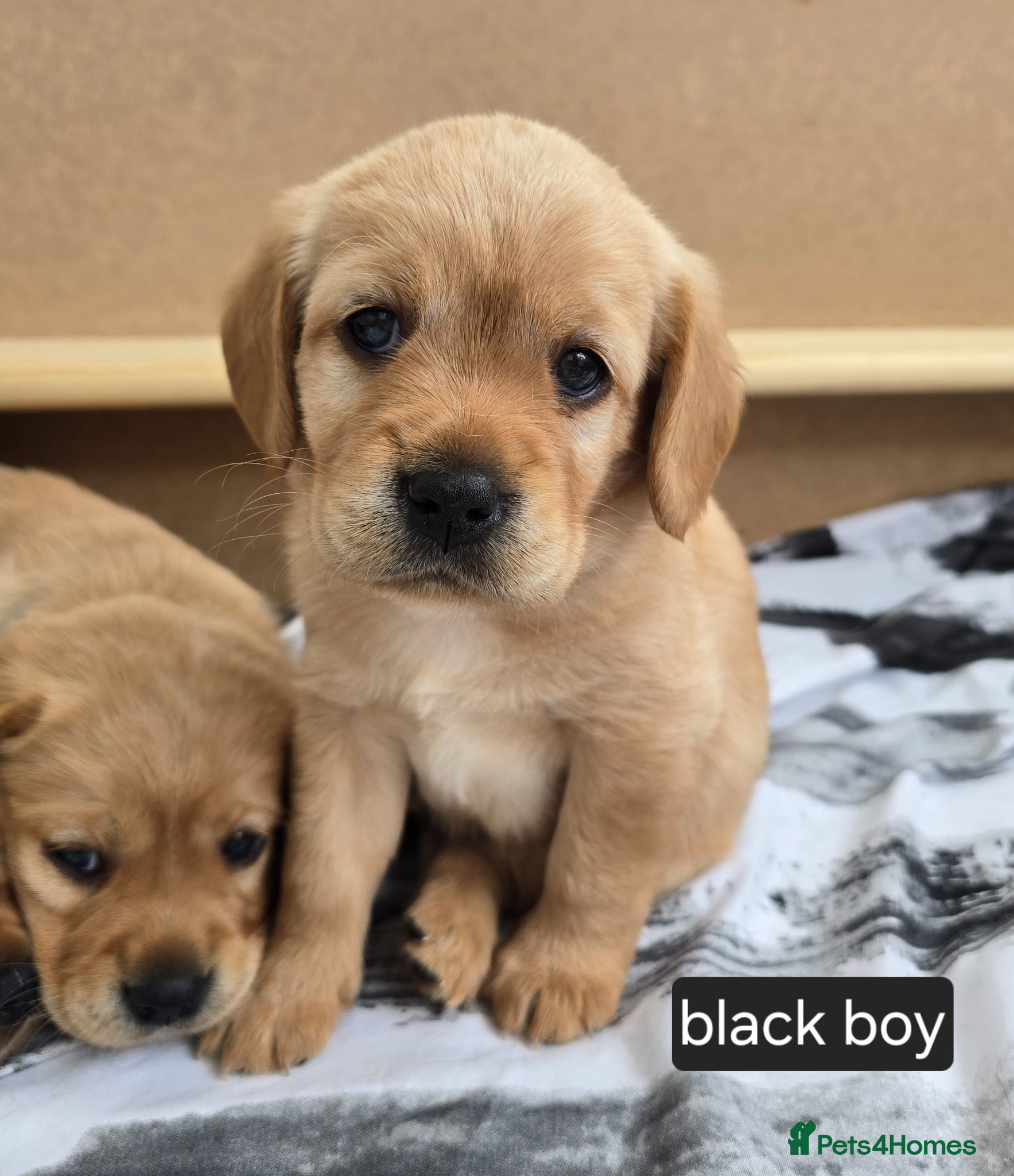 Mixed Breed dogs Beautiful F1 Cavadors. Rare breed!  - Advert 2