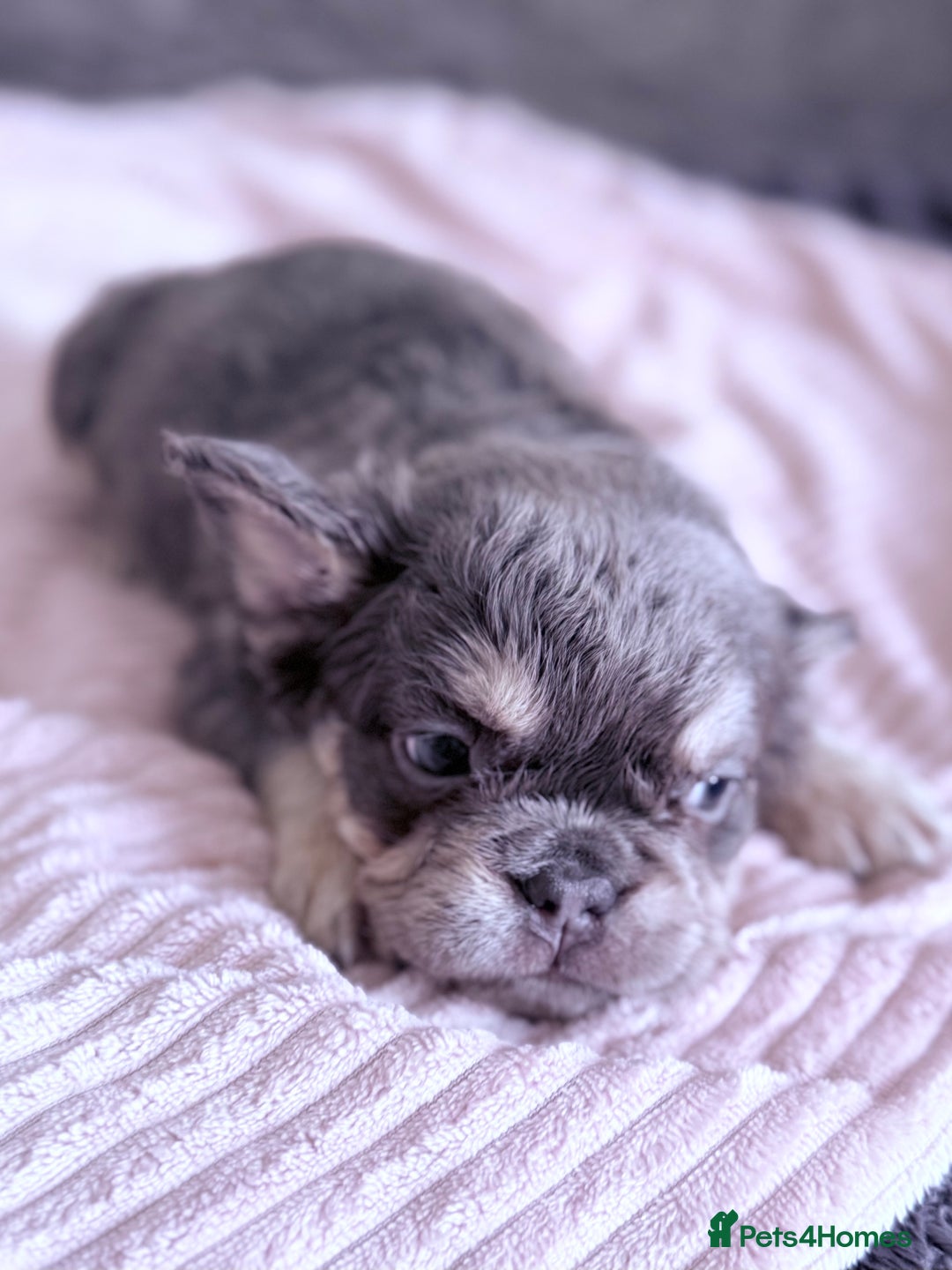 French Bulldog dogs for sale: FLUFFY FRENCH BULLDOGS  - Image 17