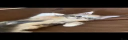 Maine Coon cats for sale: Maine Coon Kittens  - Advert 6