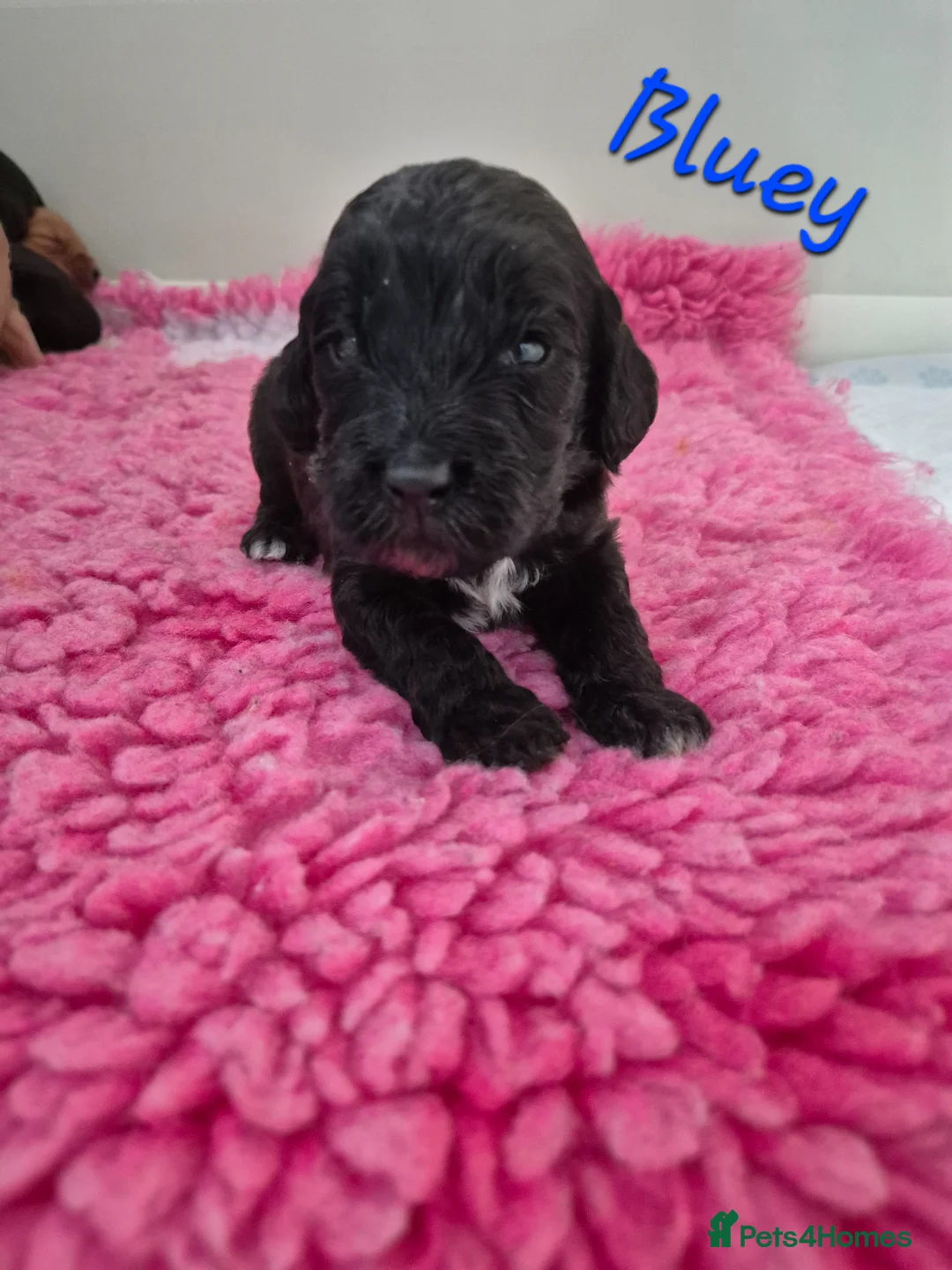 Mixed Breed dogs for sale: Labradoodle Puppies 🐶  in Wisbech - Advert 14