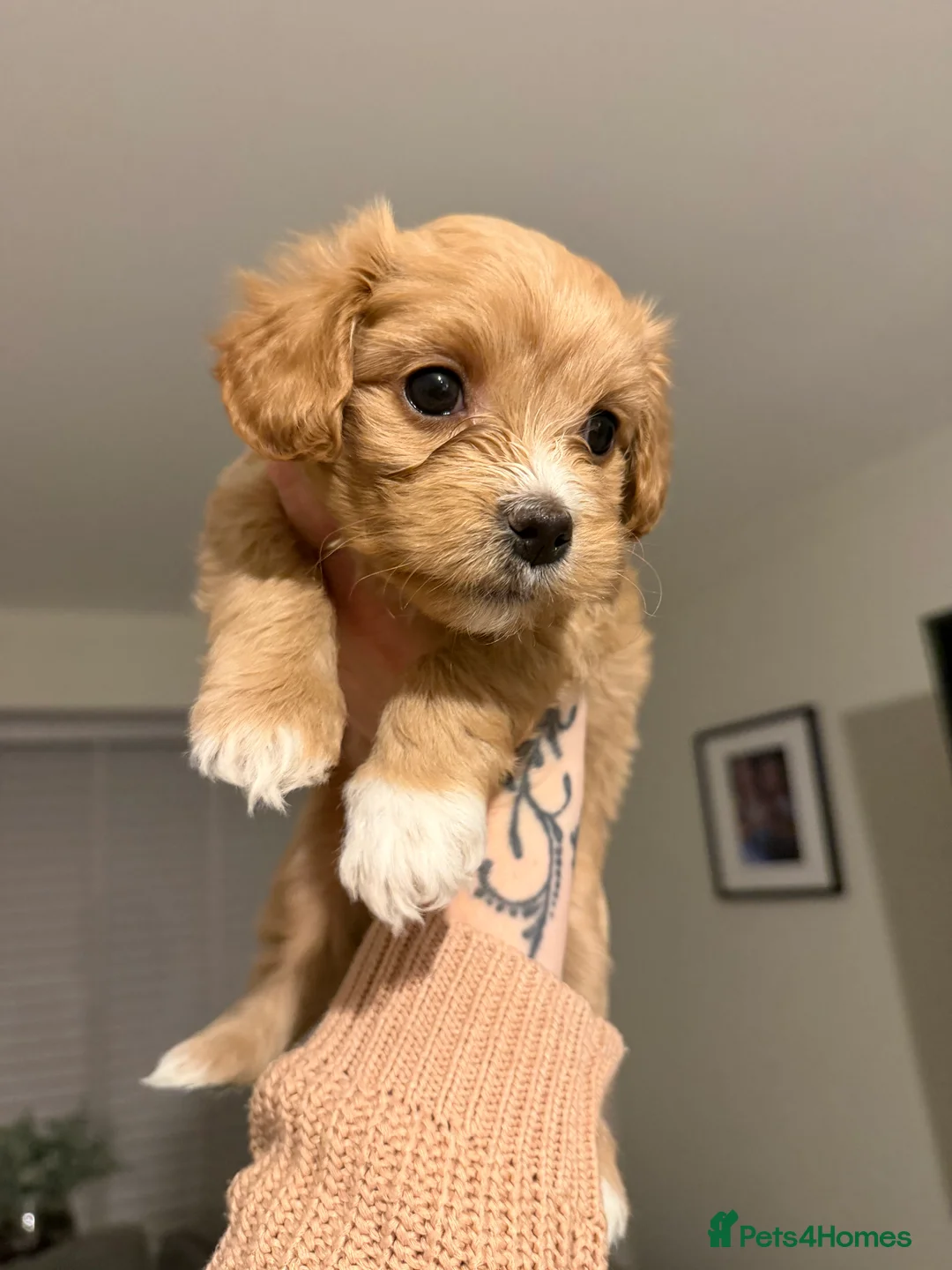 Mixed Breed dogs for sale: Cavamaltipoo - Advert 13