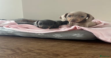 Miniature Dachshund dogs - Advert 8