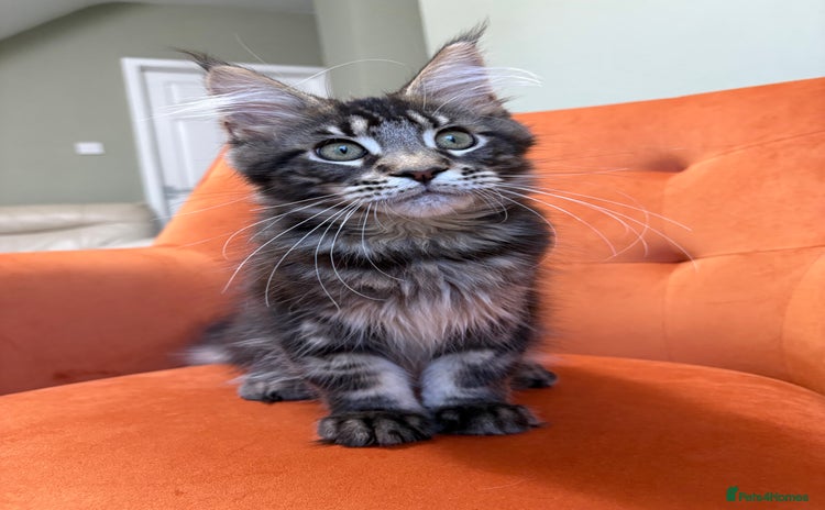 Maine Coon cats - Advert 1