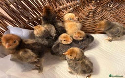 Chickens poultry for sale: Pavlovskya, Barbu D'Uccle and Nankin Chicks - Image 2