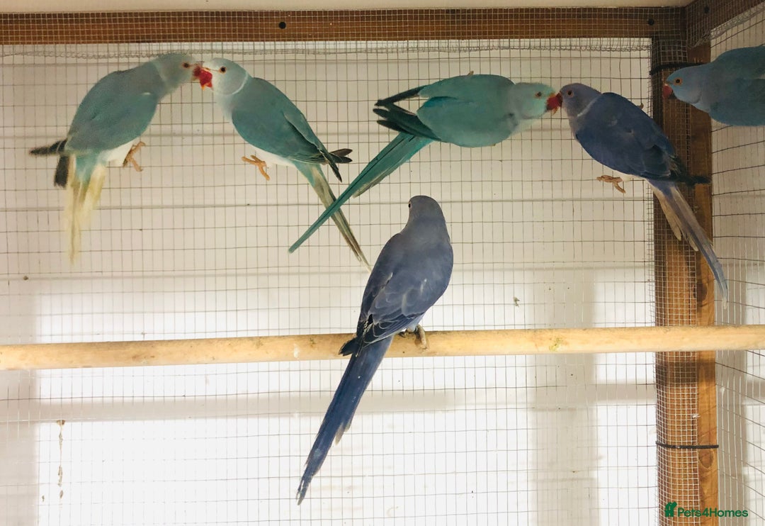 Ringnecks birds for sale: Beautiful coloured ringneck parrots for sale. - Advert 3
