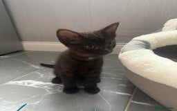 Turkish Angora cats for sale: Turkish Angora Kitten-Each ready for a loving home - Image 17