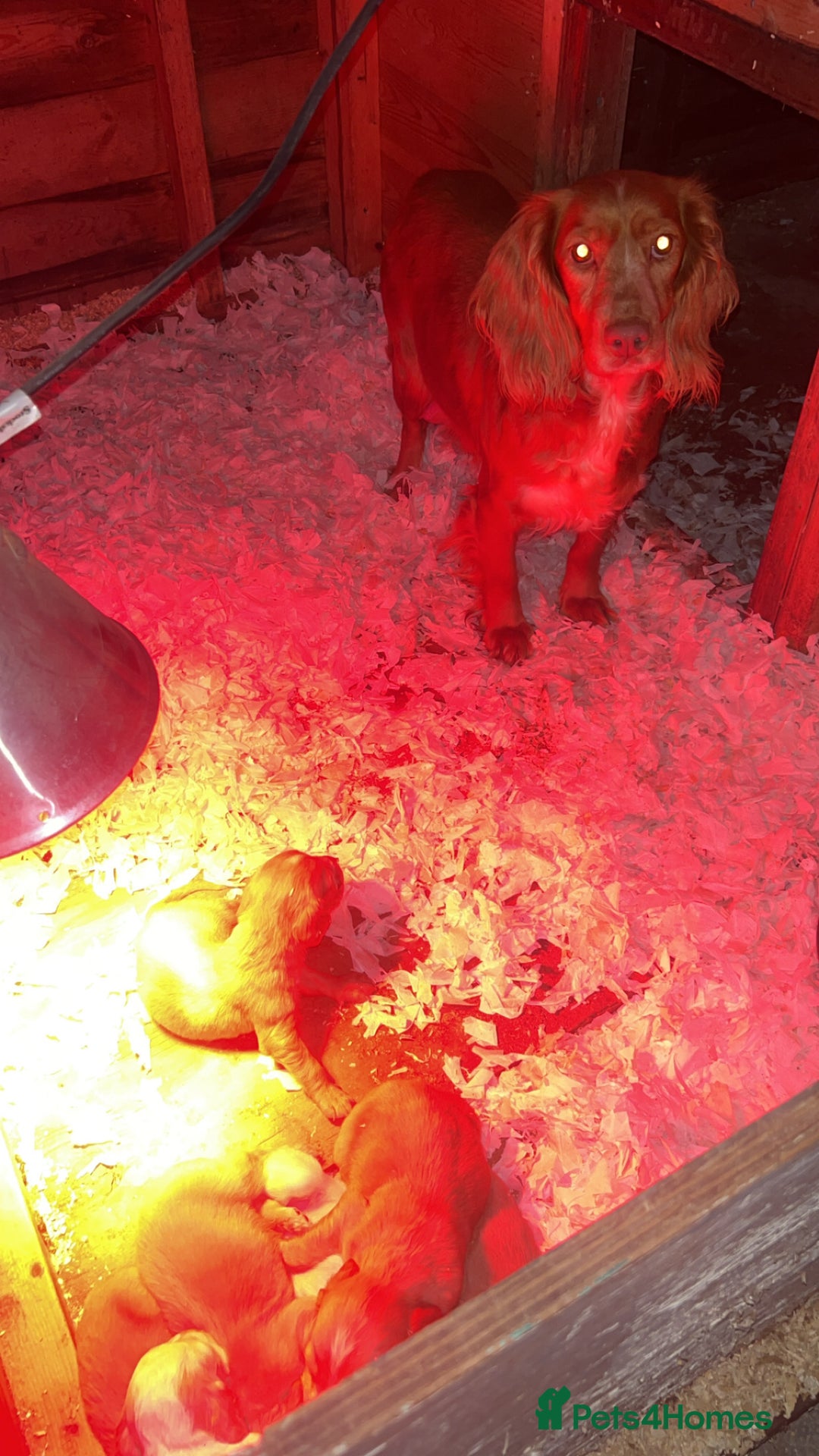 Cocker Spaniel dogs for sale: Cocker spaniel puppies - Advert 8