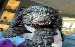 Cockapoo dogs for sale: Beautiful Thick coated Fluffy F1 Toy Cockapoo pups - Advert 5