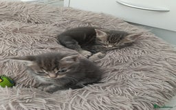 Bengal cats for sale: Kitten boys  - Image 6