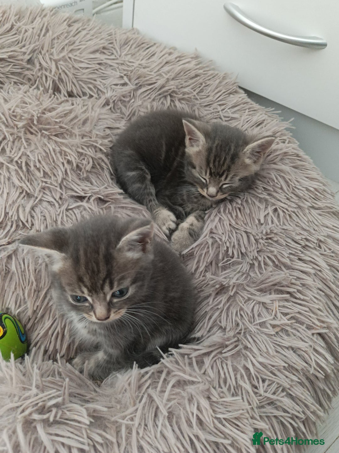 Bengal cats for sale: Kitten boys  - Image 6