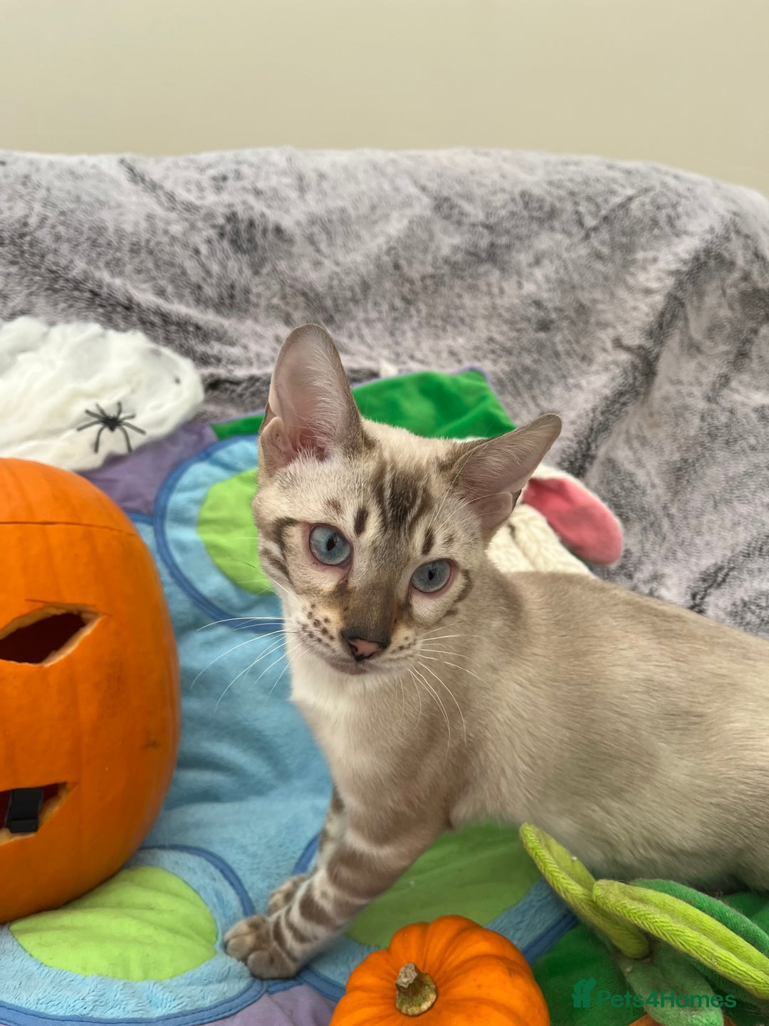 Bengal cats for sale: OUTSTANDING TICA reg BENGAL KITTENS - Image 35