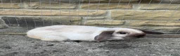 Mini Lop rabbits for sale: 8 month old seal point buck  - Advert 2